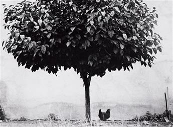 ÉDOUARD BOUBAT (1923-1999) L'Arbre et la Poule [Tree and Chicken]. 1950; printed 1990s.                                                          